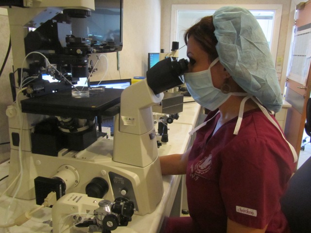 Effectuant la procédure d’injection intra-cytoplasmique de sperme (IICS)